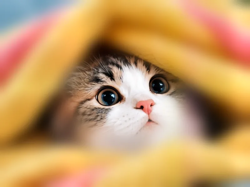 A kitten photo with a soft blur and a sharp center